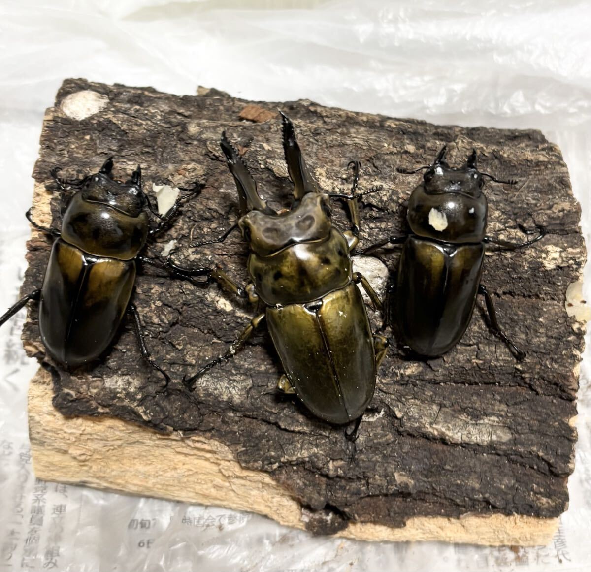 【即ブリトリオ】ババオウゴンオニクワガタ 71.5×48.6×48 トリオ ババオウゴン オウゴンオニ 即ブリ拍卖