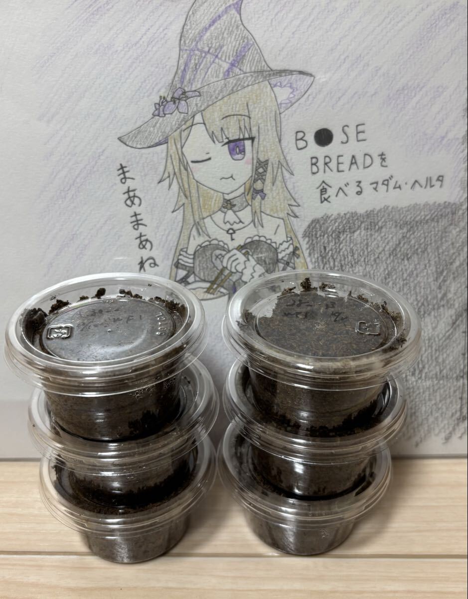 【C】オーベルチュールクロツヤシカクワガタ 幼虫6匹 2ラインセット 累代障害対策に オーベルチュール オーベル ニセシカ シカクワガタ拍卖