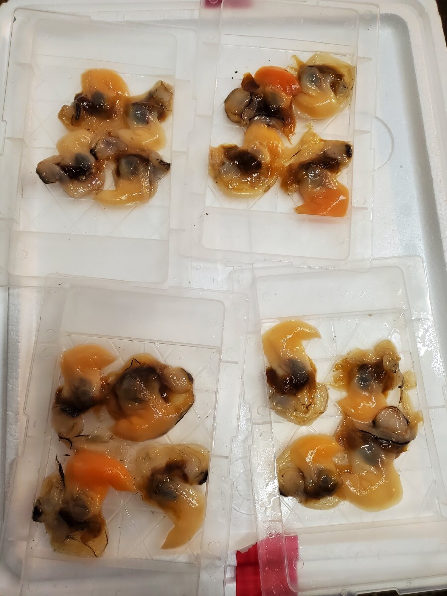 青柳刺身16個セット。生を冷凍しております拍卖