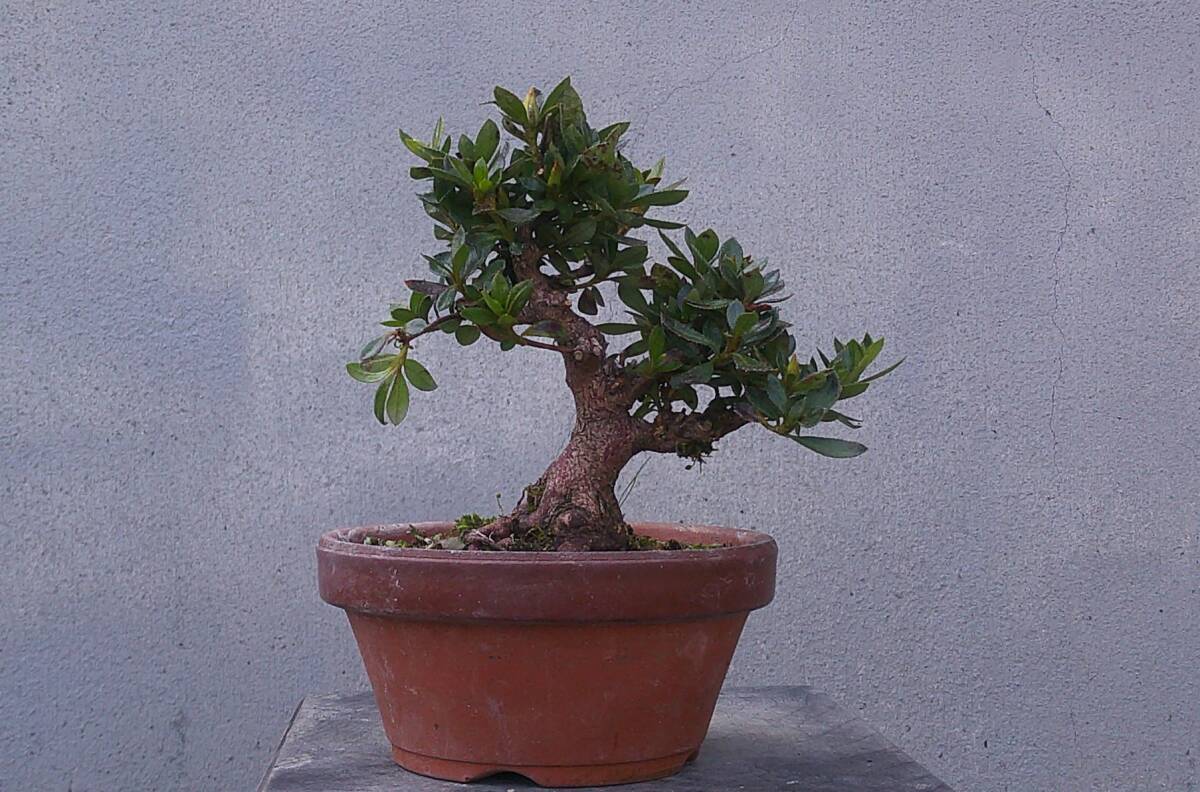 極小品 さつき盆栽 ◆碧空◆ 鉢 3.5号拍卖