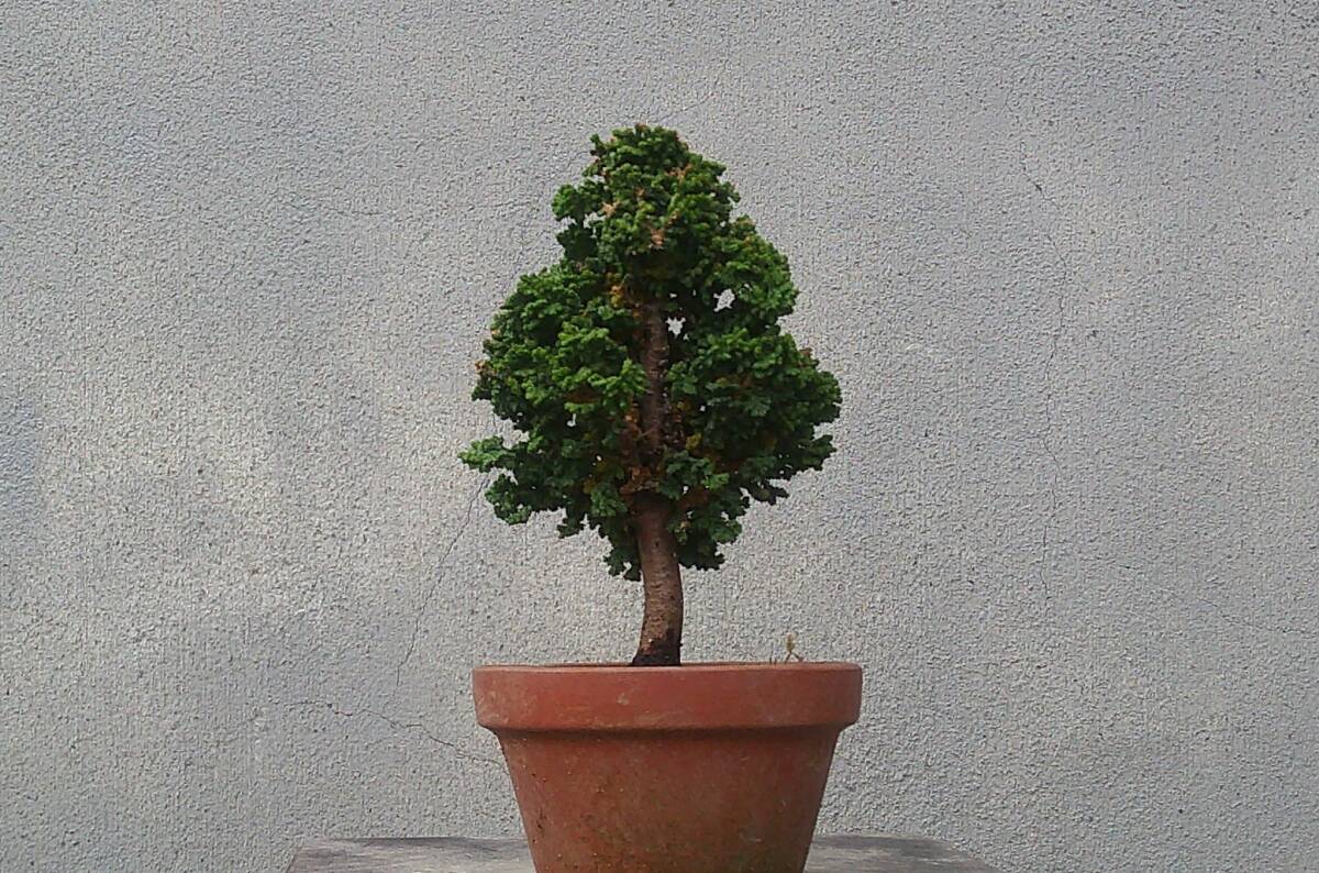 極小品 松柏盆栽 ① ◆石化ひのき◆ 鉢 8cm拍卖