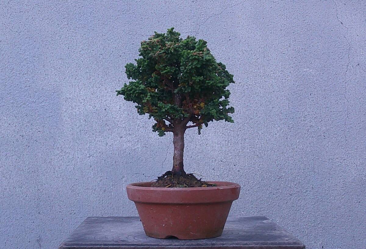 極小品 松柏盆栽 ◆石化ひのき◆ 鉢 2.5号深拍卖