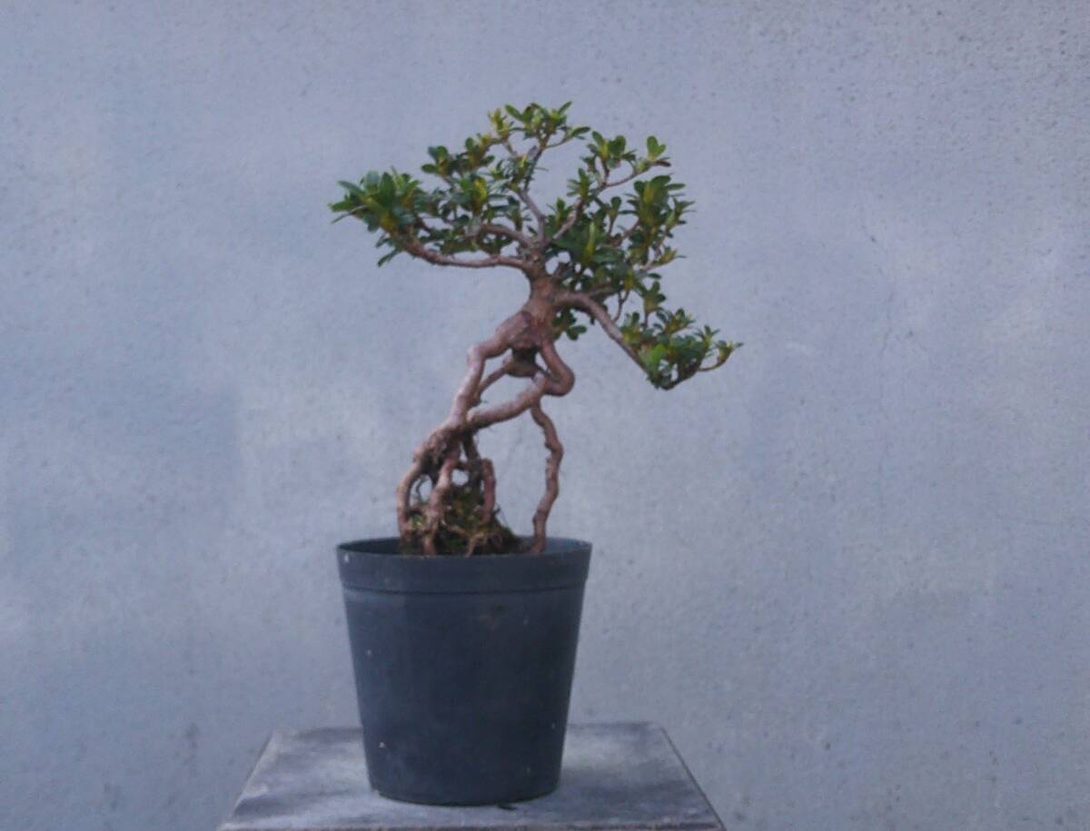 小品 根上がり さつき盆栽 ◆小鈴◆ 鉢 3号深拍卖