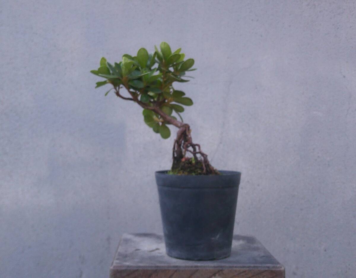小品 根上がり さつき盆栽 ◆薫風◆ 鉢 3号深拍卖