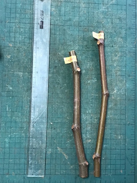 Coll de dama Bordissotenca イチジク穂木2本 No.25030拍卖