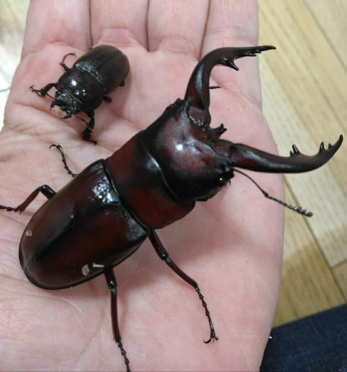 赤アマミノコギリクワガタ ペア (♂70㎜♀30㎜前後)与路島産拍卖