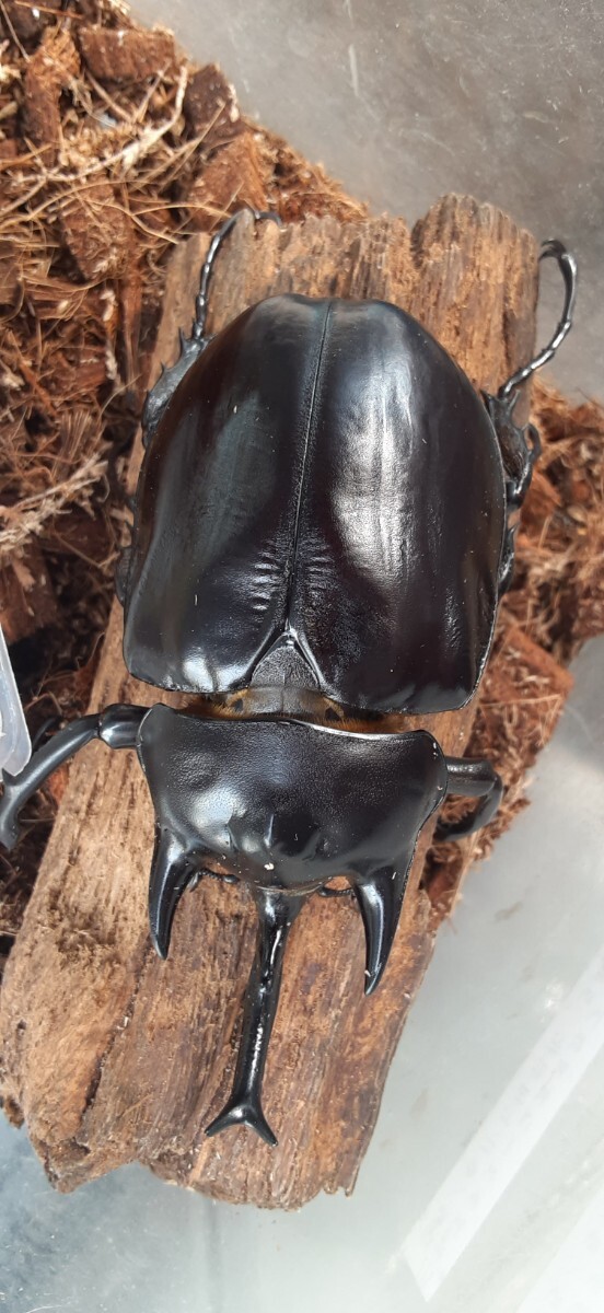 レックスゾウカブトムシ ♂単品(100㎜UP) ペルー・イキトス産 CBF1拍卖