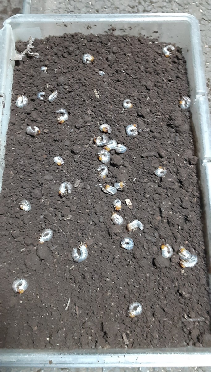 国産本土ノコギリクワガタ幼虫 10頭 東京都・国分寺産 WF1拍卖