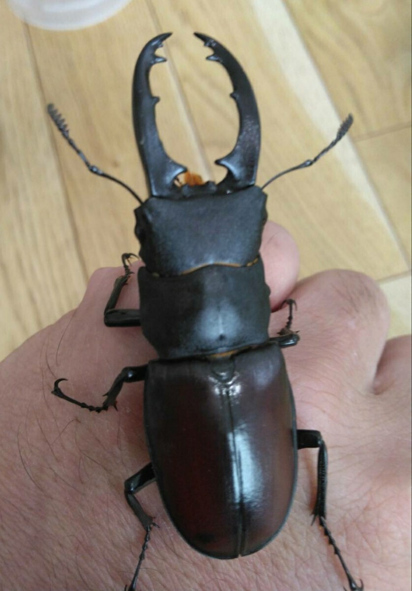 ダビソンフタマタクワガタ ♂65㎜単品 インド・タミルナードゥ産 CBF1拍卖