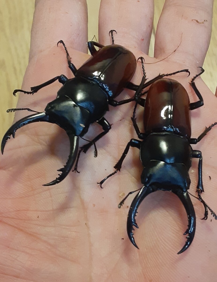 アローコクワガタ(リエン) ♂2匹(55㎜・54㎜) CBF1 ベトナム・コンツム産拍卖