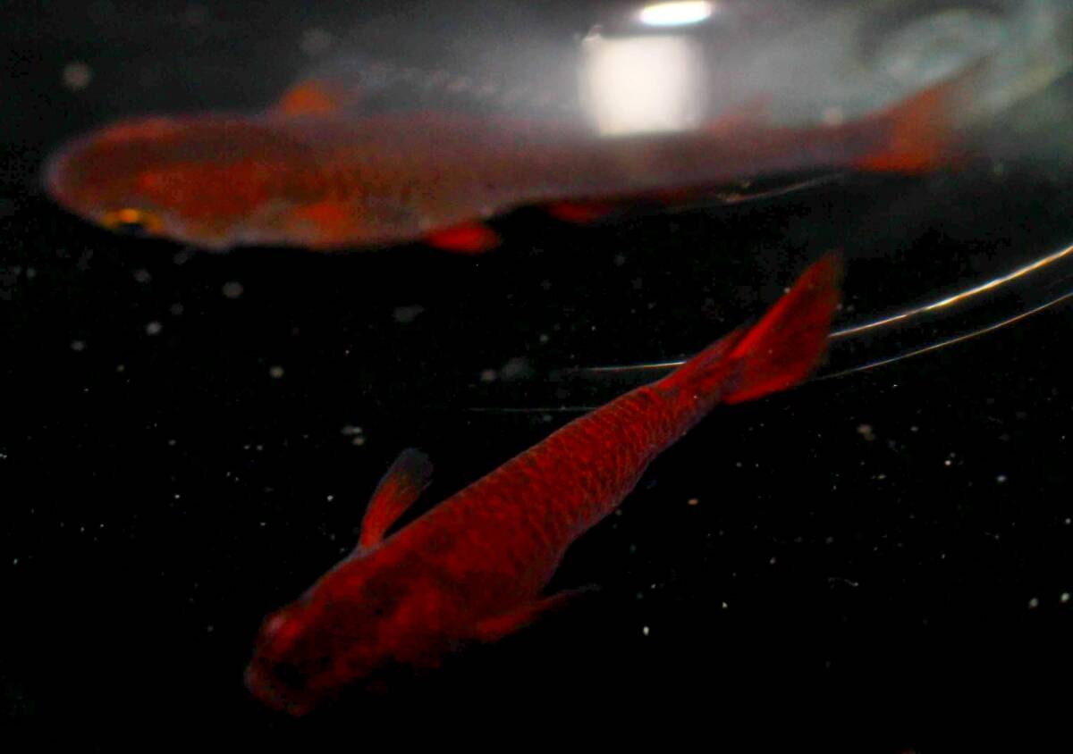 【特選めだか】上物・当方作出・種親 銀朱めだか!!個体!!◆画像の現物出品!! S2815 極上個体!! 特濃朱赤めだか 1ペア 拍卖