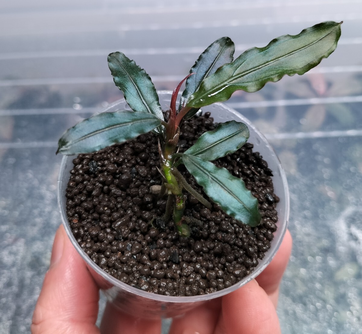 Bucephalandra sp. “Gn.Saran” Kayulapis Kalimantanbarat(2020,p107.WPR) 水上株 ブセファランドラ Bucephalandra 【TB便】拍卖