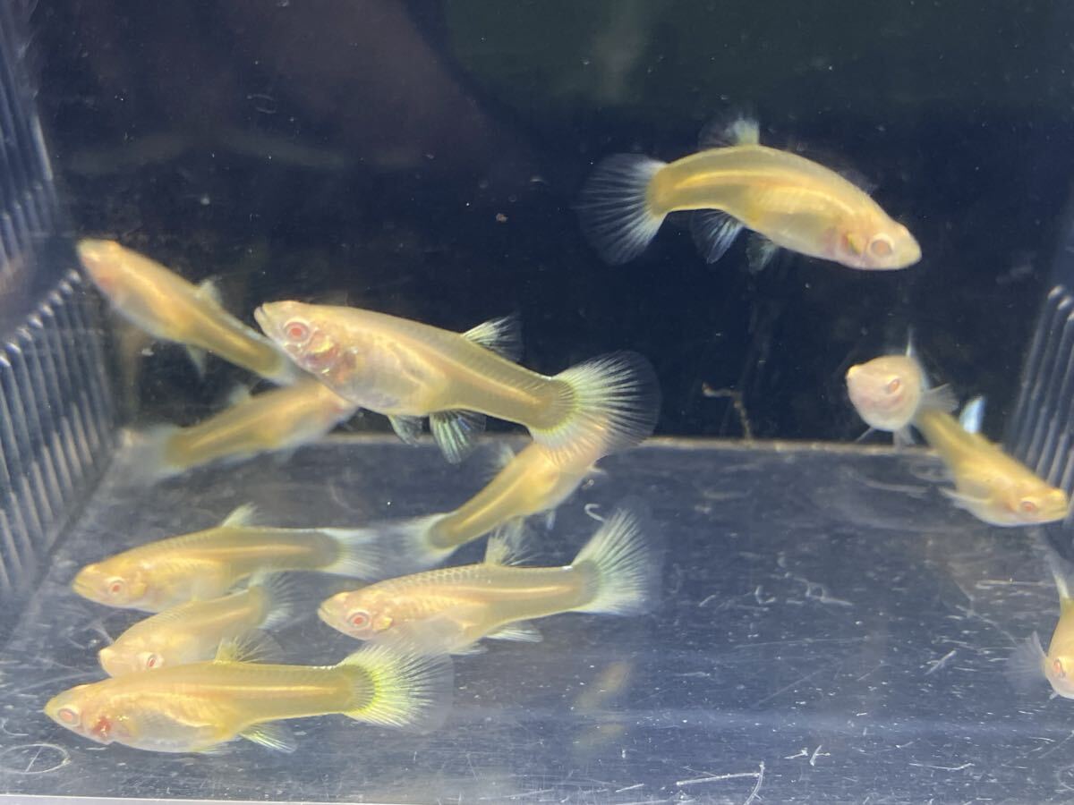 ■RRE.Aドイツイエロータキシード(約1.5-2.0カ月)雌10匹■拍卖