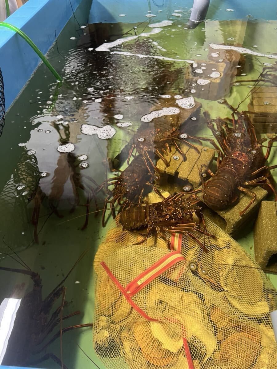 漁師直送、活伊勢エビ 一キロ!!拍卖