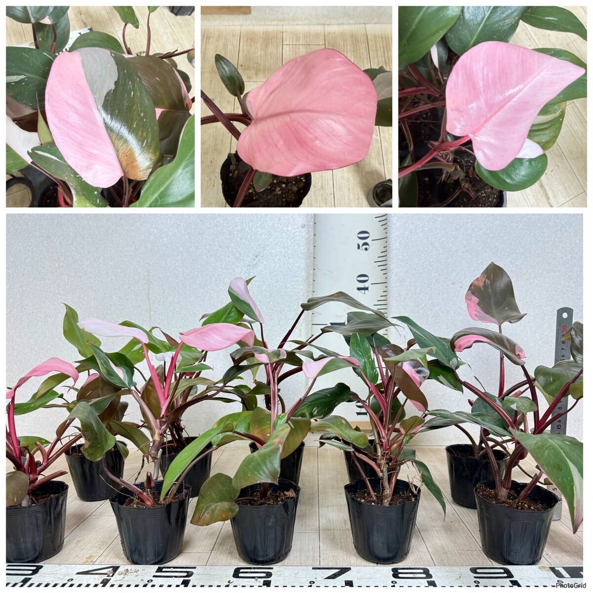 【フィロデンドロン・ピンクプリンセス 3.5号 10鉢セット 現品 送料無料 沖縄県、離島配送不可】拍卖