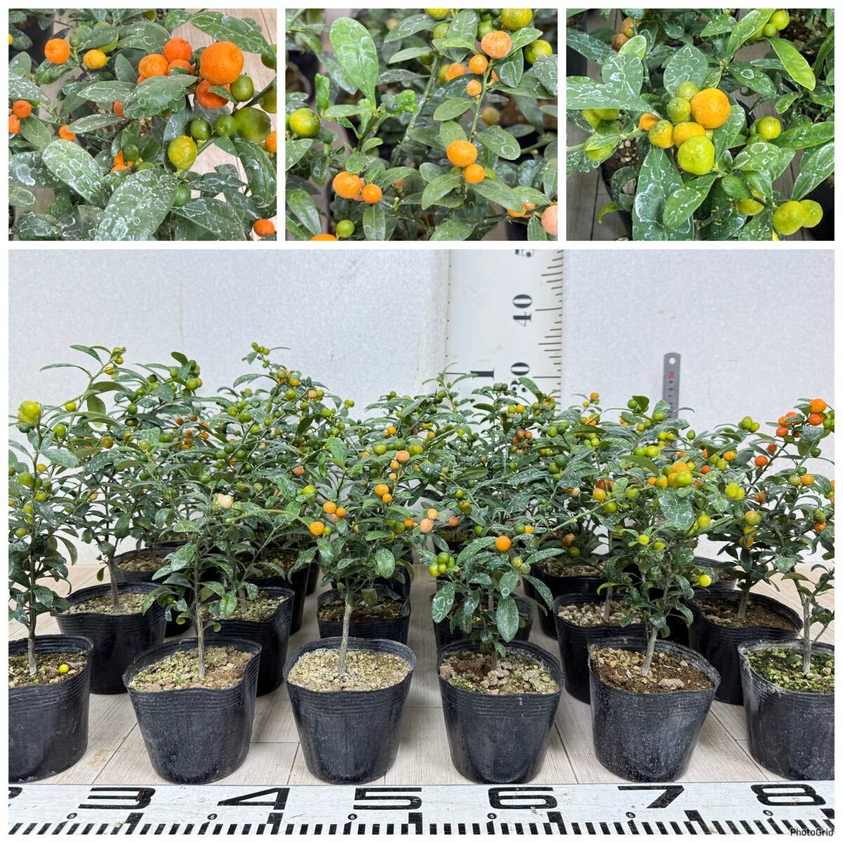 【金豆(キンズ) 24鉢セット 3.5号ポット 現品 送料無料 沖縄県、離島配送不可】拍卖