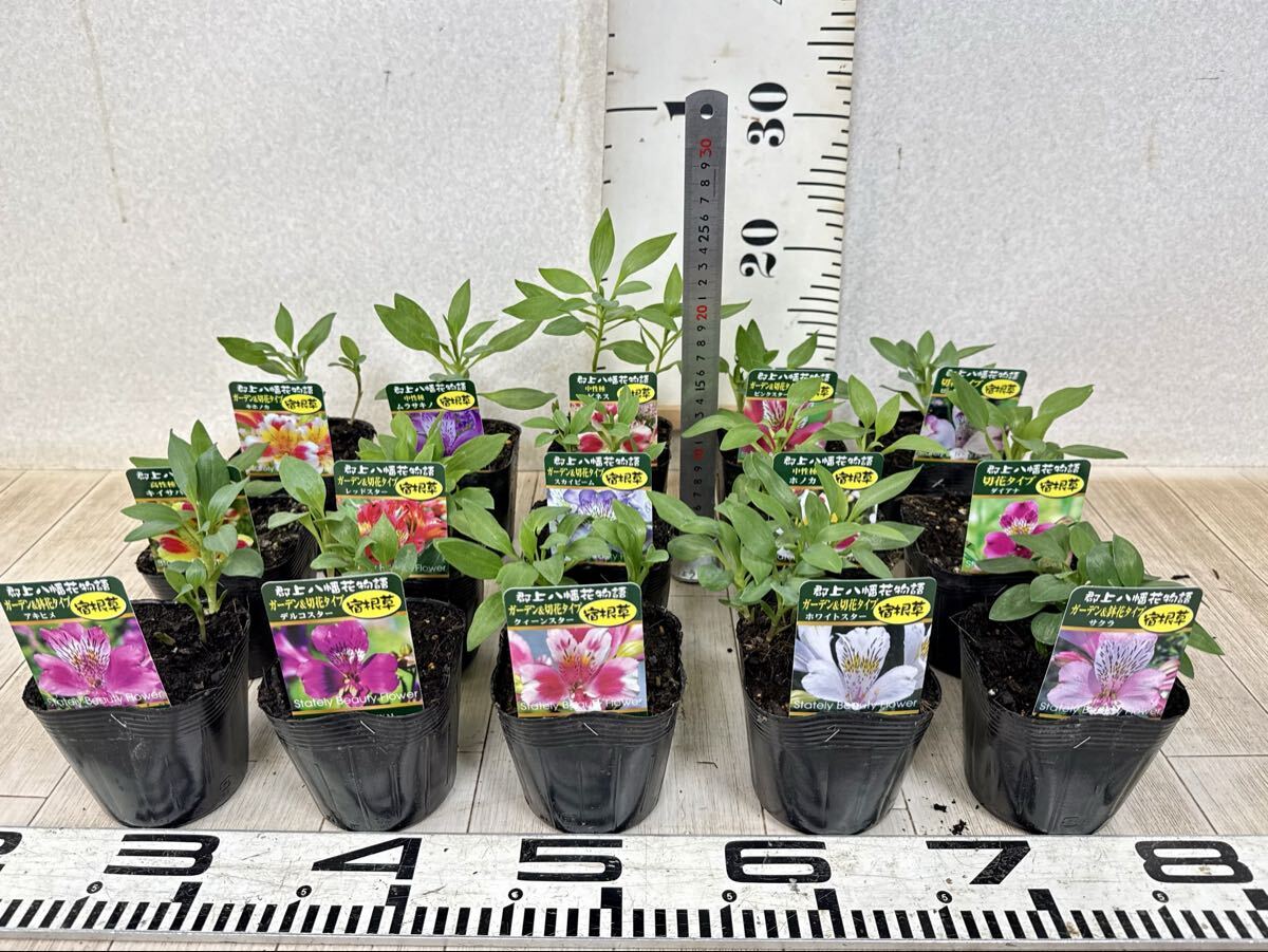 【アルストロメリア苗 MIX 15鉢セット 3.5号 現品 送料無料 沖縄県、離島配送不可】拍卖