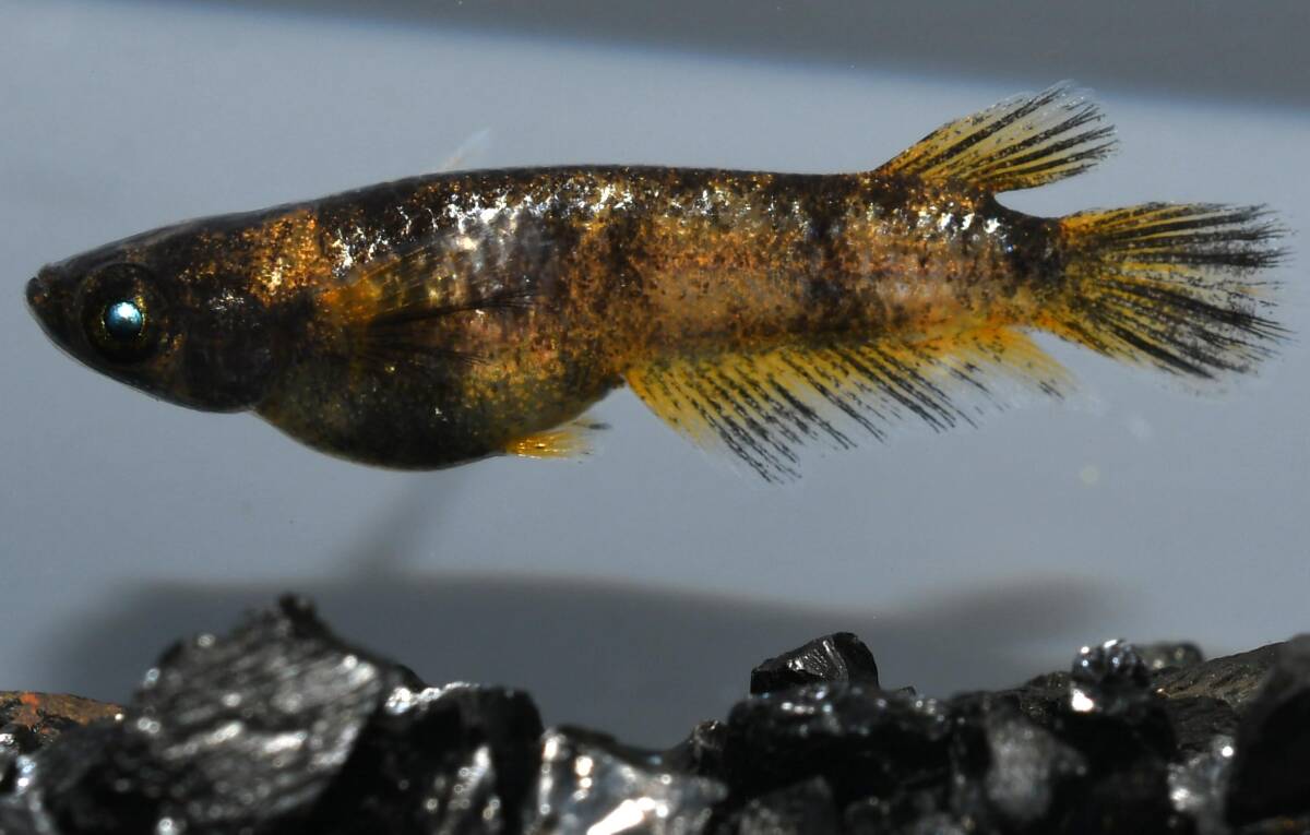 【メダカ屋 松家】 金閣 めだか 雄2雌2拍卖