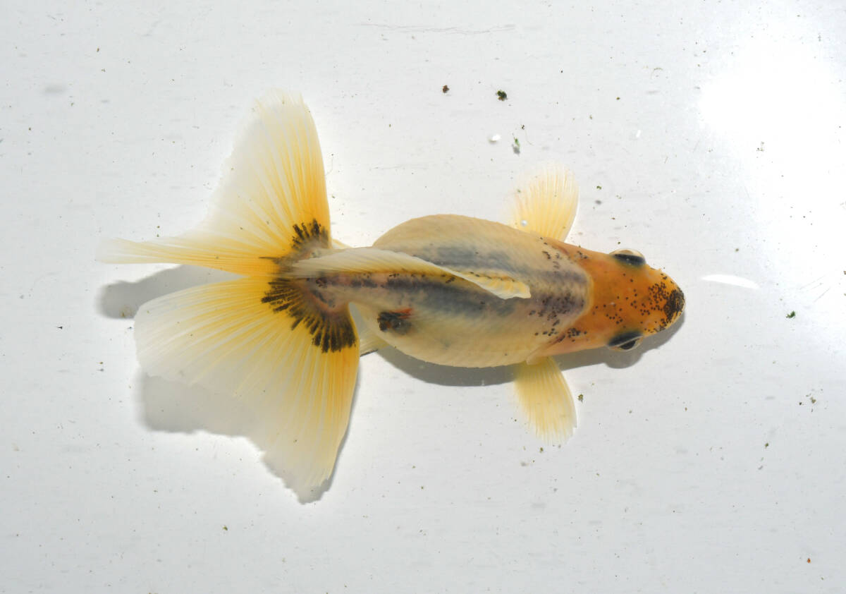 【克丸】(自家生産)青モザイク東海錦 当歳魚 8.5㎝ 雌 ⑦ 拍卖