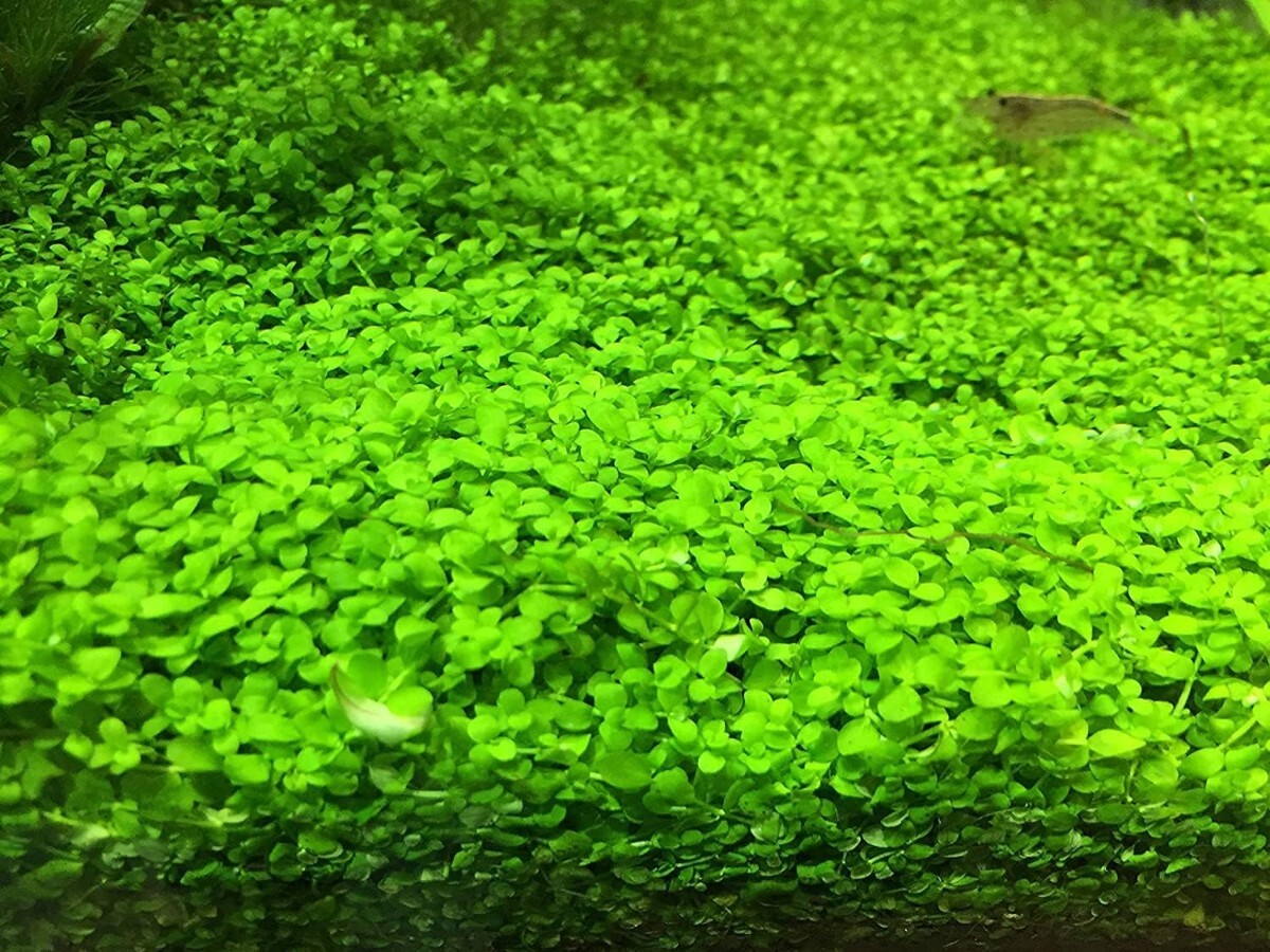 ニューラージパールグラス20本 水中葉定番の前景草で 1本あたり約1〜3cm前後拍卖