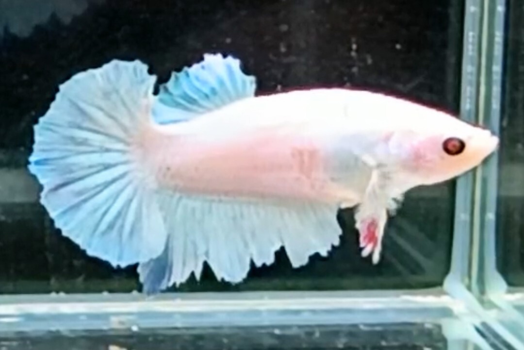 【ほっぺちゃんFARM】〈ベタ・Betta〉R-2 ユニコーン・オーロラブルーHM (メス♀)☆一点物☆拍卖