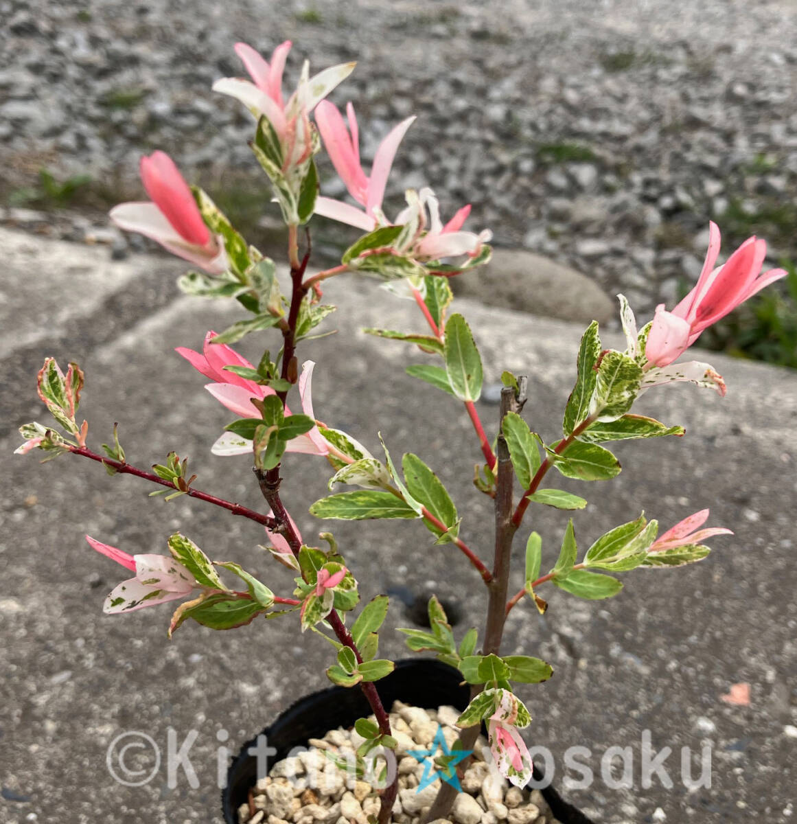 白露錦(ハクロニシキ) 2.5寸ポリポット栽培 ●現在休眠期拍卖