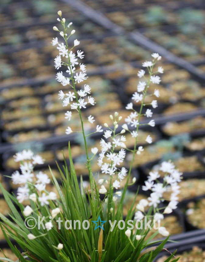 野州花石菖(ヤシュウ・ハナゼキショウ)◇アヤメ科 ●3寸(9.0cm)ポリポット栽培拍卖