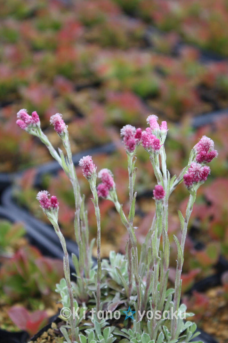 紅花蝦夷の父子草(ベニバナ・エゾノチチコグサ ◇キク科 2.5寸ポリポット栽培拍卖