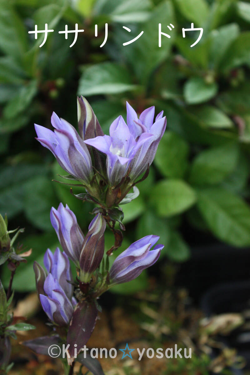 笹竜胆(ササリンドウ)◇リンドウ科 3寸ポリポット栽培 ♪希少苗 花芽あります拍卖