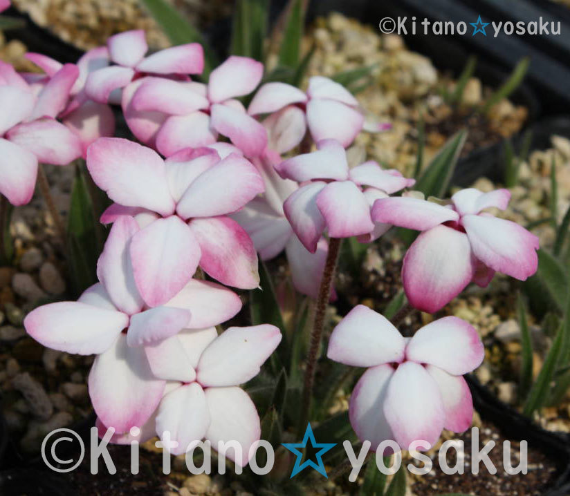 アッツザクラ白花大輪 ◇コキンバイザサ科 ●3寸(9.0cm)ポリポット栽培 ☆開花時期5月~ 拍卖