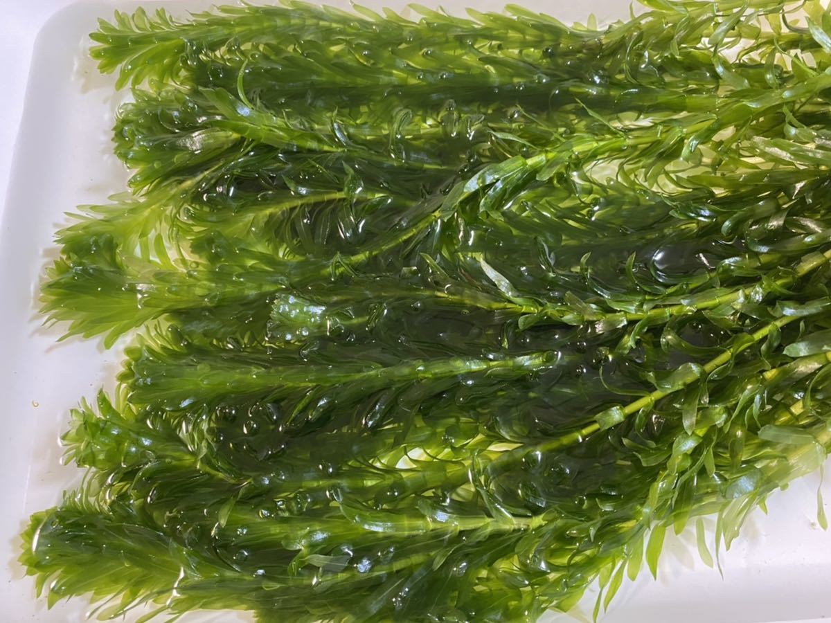 無農薬 アナカリス 20本20cm以上 オオカナダモ エビ金魚メダカ水槽アクアリウム水草水槽ビオトープザリガニ餌えさ拍卖