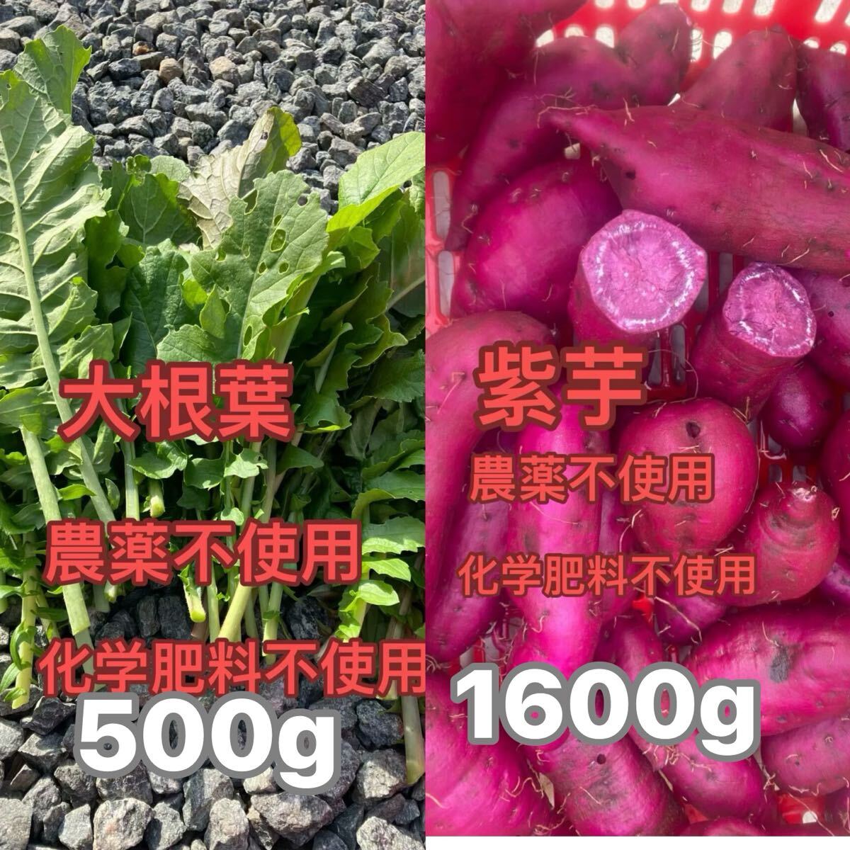 紫芋と大根葉拍卖