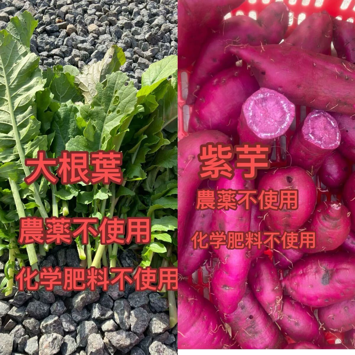 大根葉とさつまいも合計2000g拍卖