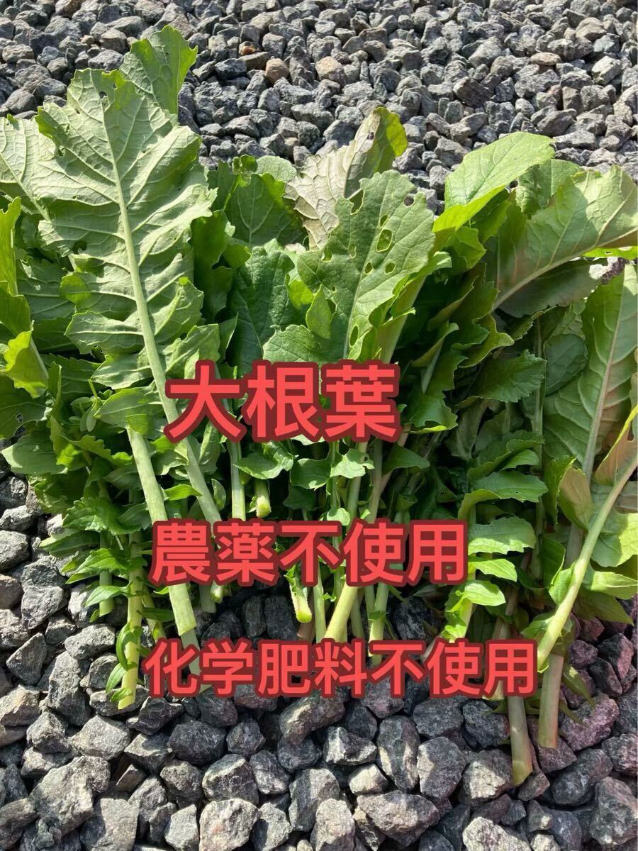 大根葉400g拍卖