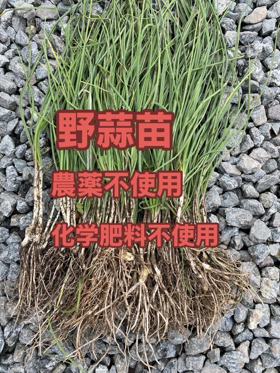 野蒜苗100本拍卖