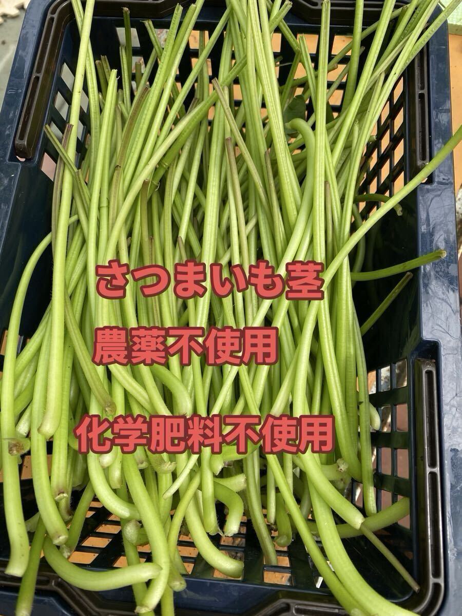 さつまいも茎2キロ拍卖