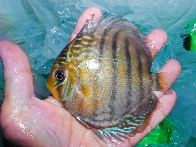 【八代海洋】グリーンディスカス・アッパーテフェ《新着原種 》D拍卖