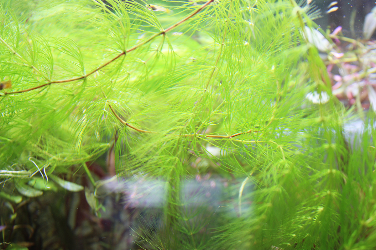 【送料無料・セール】マツモ大量その4拍卖