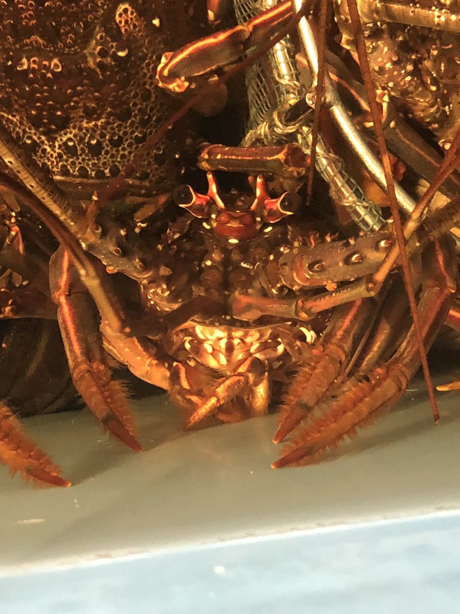 活き!サイズ相談可!新鮮伊勢海老をそのまま発送!何キロでも可能!※12月初旬までの到着日や時間指定可能です(^ ^)イセエビ、拍卖