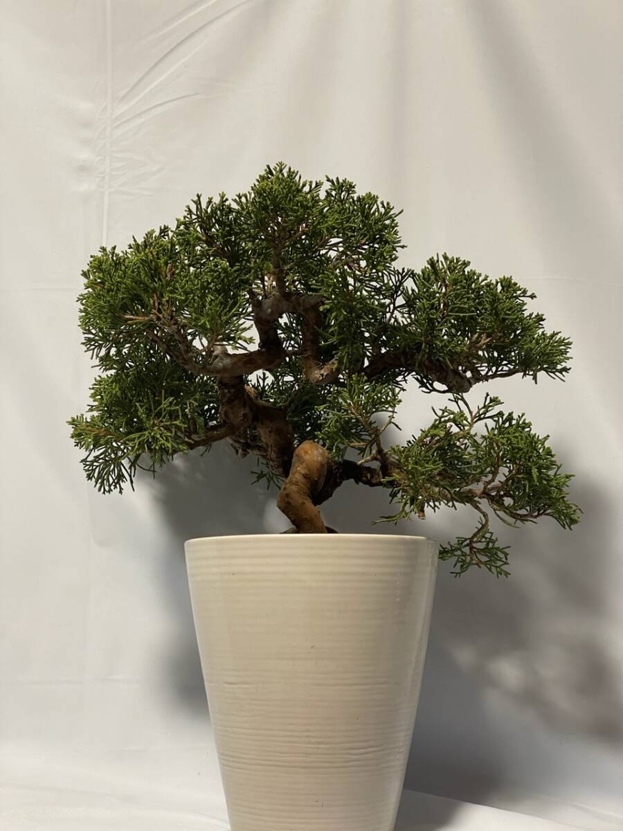 【曲あり】【小品可能】【良品】【盆栽】糸魚川真柏拍卖
