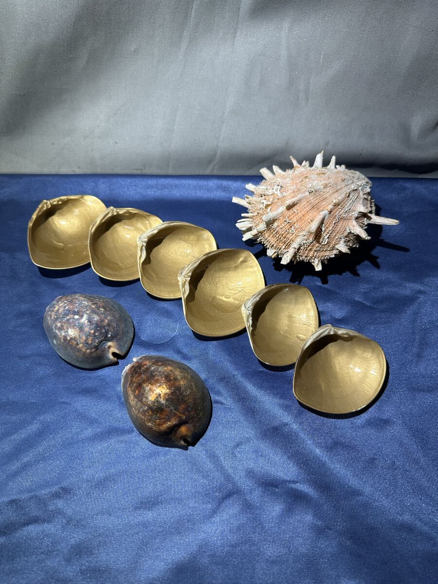 貝殻 置物 はまぐり小皿 6个ハチジョウダカラ」というタカラガイ科の巻貝2个 ショウジョウ貝1箇 まとめセット インテリア拍卖