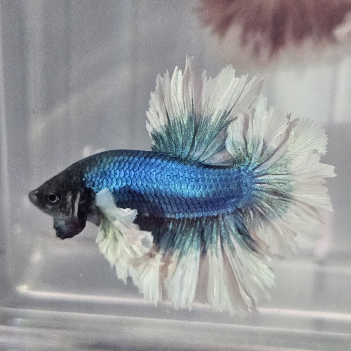 【AQUA TRIDENT】2匹《ペア販売》キングフェザーダンボブルバタ+キングフェザーダンボローズブルバタ【インドネシア】ベタ ハーフムーン拍卖