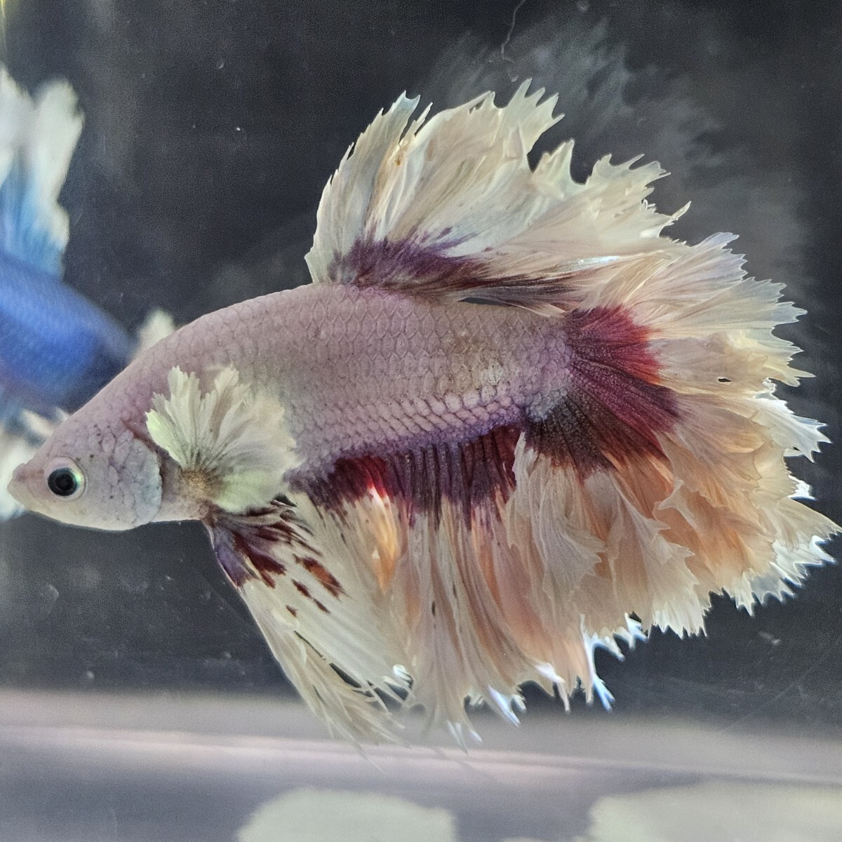 【AQUA TRIDENT】スーパーキングフェザーオーロラレッドバタフライ【インドネシア】ベタ ハーフムーン拍卖