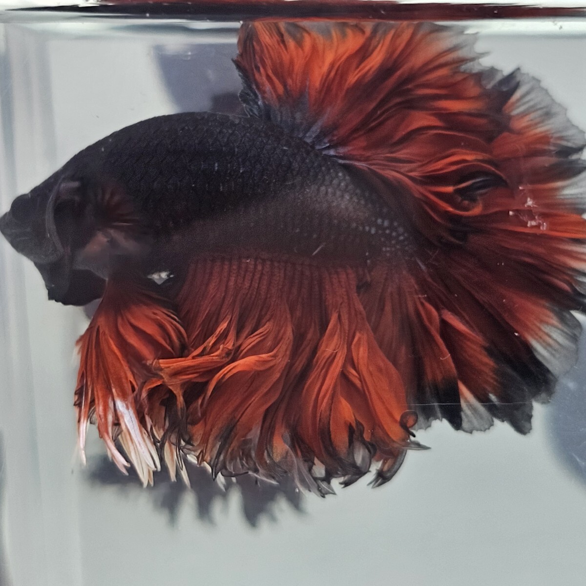 【AQUA TRIDENT】ライオンキングヴァンパイア【インドネシア】ベタ ハーフムーン キングフェザー拍卖