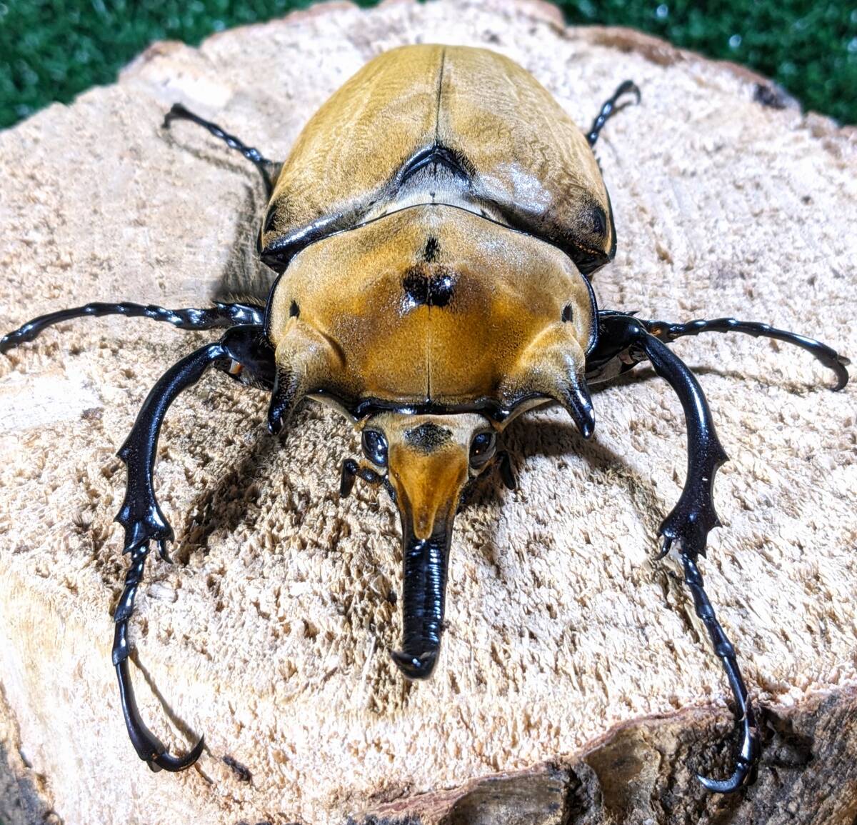 【イイジマゾウカブト♂105mm】●ベネズエラ・アラグア州産●エレファス貴重亜種●発送地方は限定拍卖