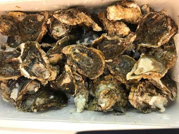 牡蠣 15個セット 岩ガキ 北海道産 期間限定特売拍卖