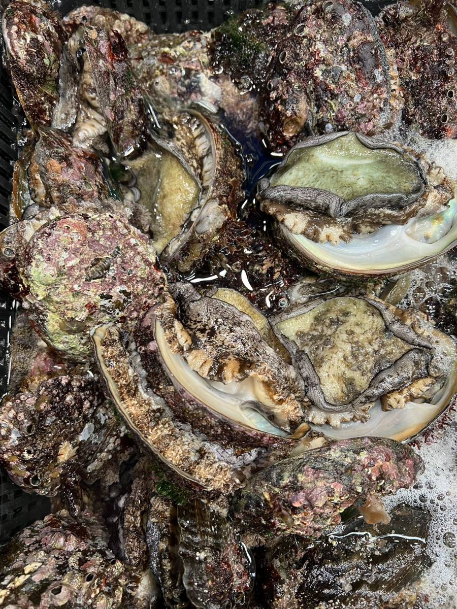 天然 冷凍アワビ 500g 1個約100g 三陸産 煮あわび 蒸しアワビ拍卖