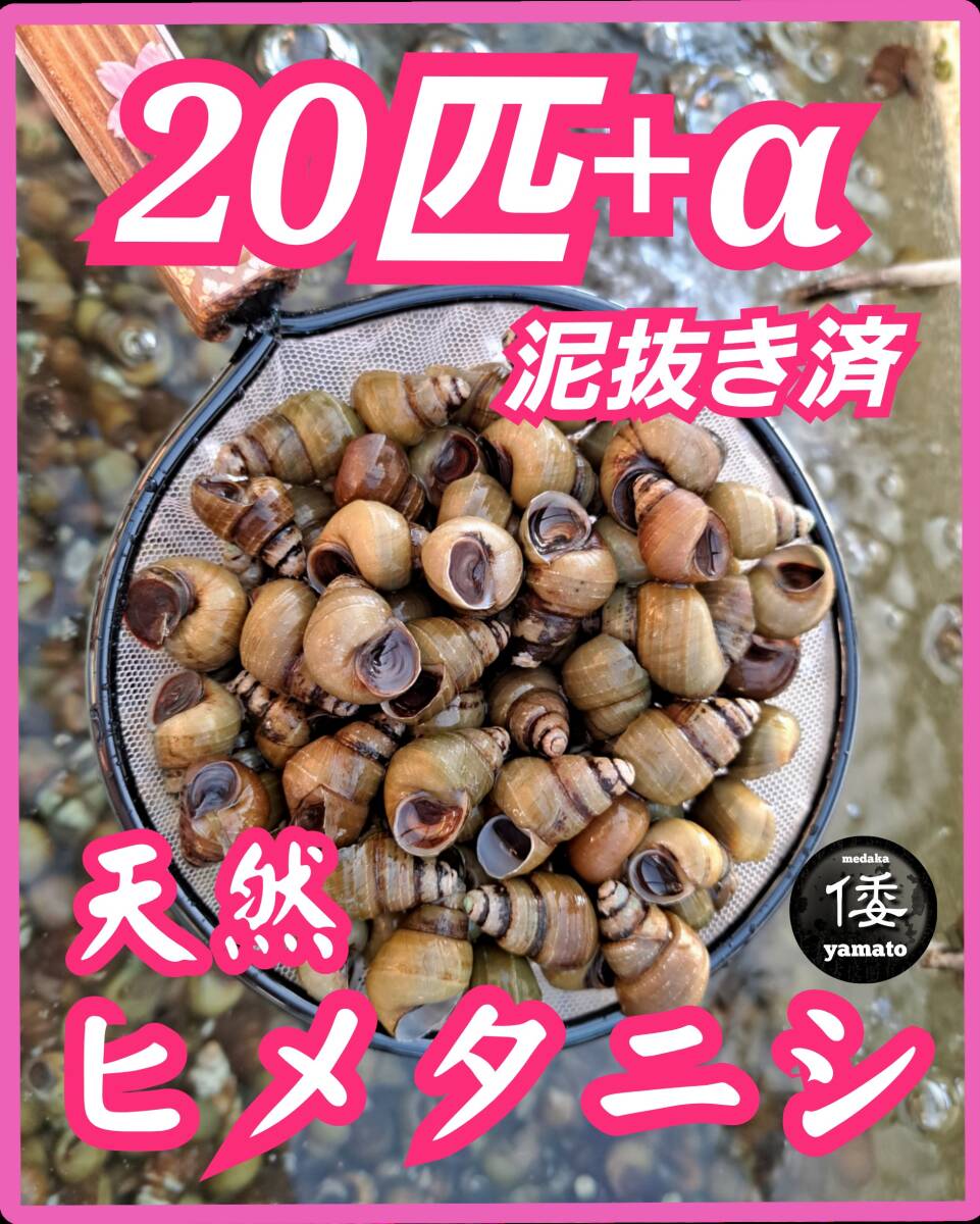 【倭めだか】 ヒメタニシ 20匹+α 天然採取 淡水 たにし コケ取り 貝 水質浄化 苔取り めだか 水槽 掃除 長生き拍卖