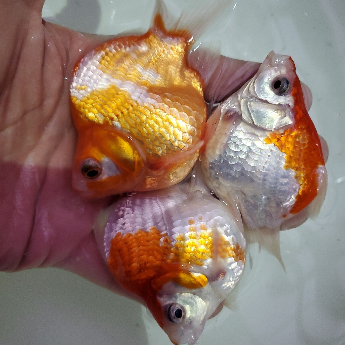 越後上越産 玉サバ当歳 3匹 9cm前後 G-35★藤だるま工房★拍卖