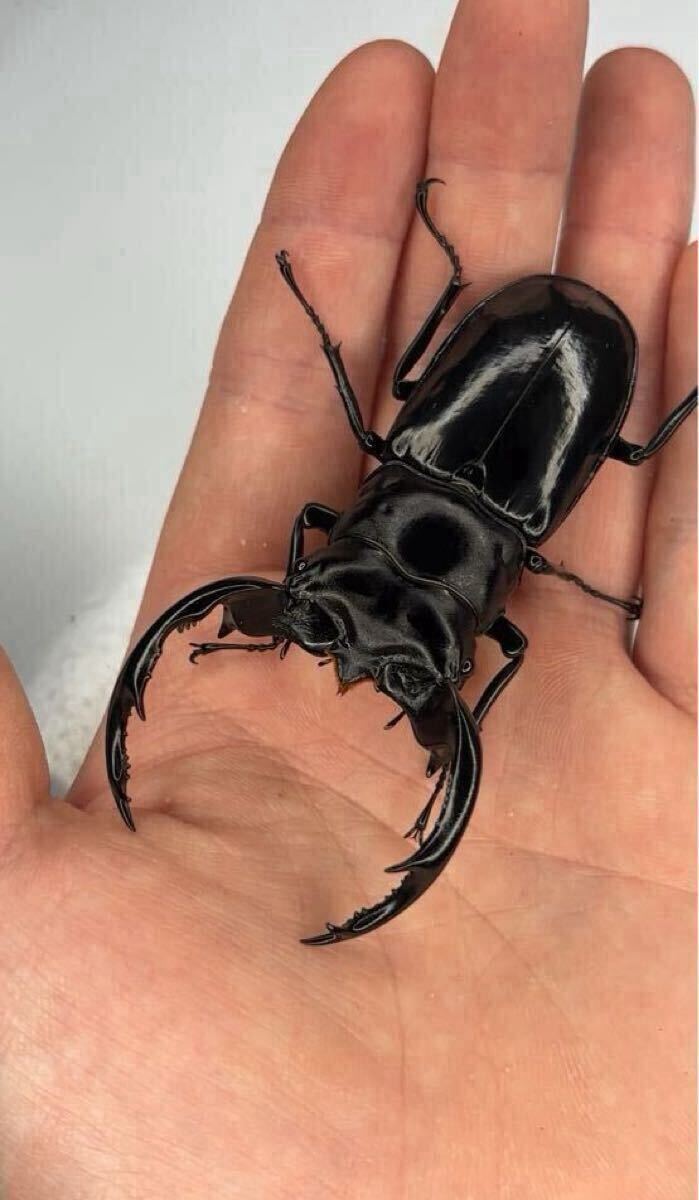 ウエストウッディオオシカクワガタ DV産 ♂83.0㎜ 単品 ドルクス佐賀Cライン(種親♂72㎜×♀44㎜) 使用済み 種あり確定個体拍卖